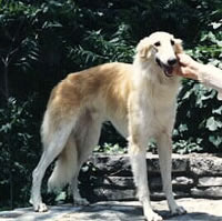 Windhound Size and Proportion